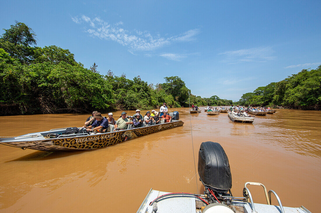 Aufgeregte Touristen beobachten und fotografieren Jaguare am Rio Negro, Mato Grosso, Pantanal, Brasilien, Südamerika