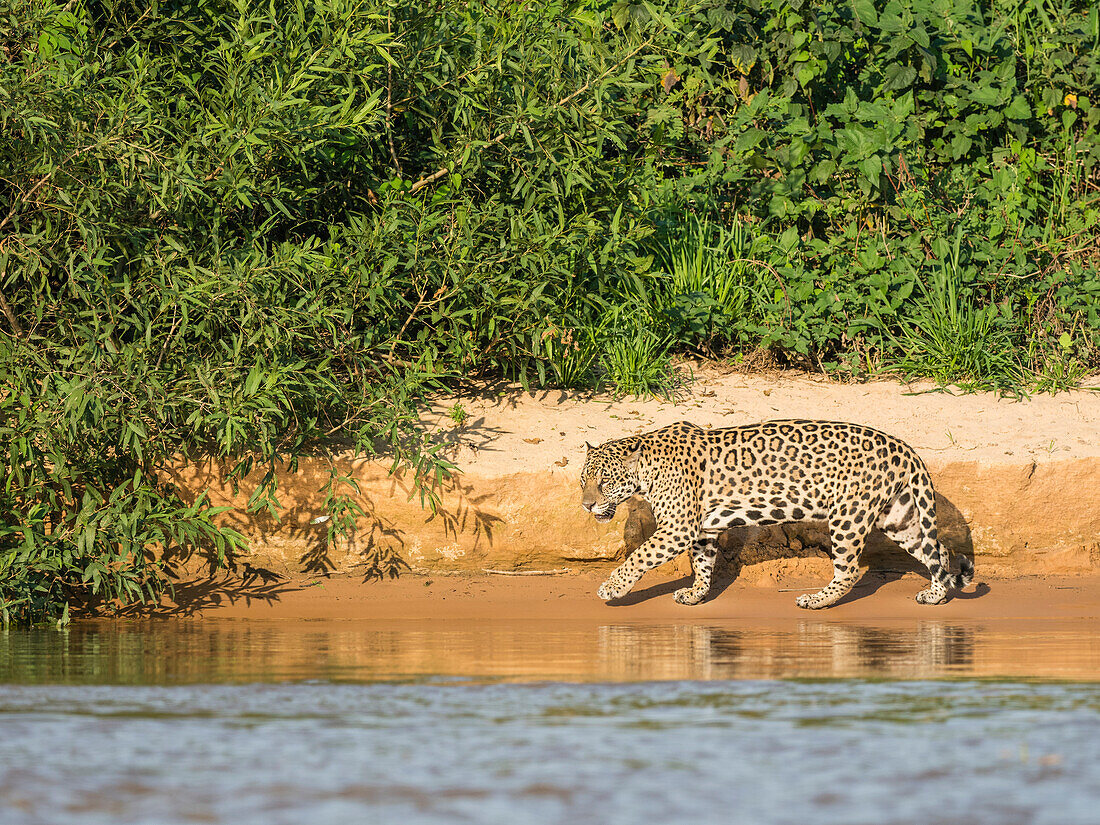 Adult jaguar (Panthera onca), on the riverbank of Rio Tres Irmao, Mato Grosso, Pantanal, Brazil, South America