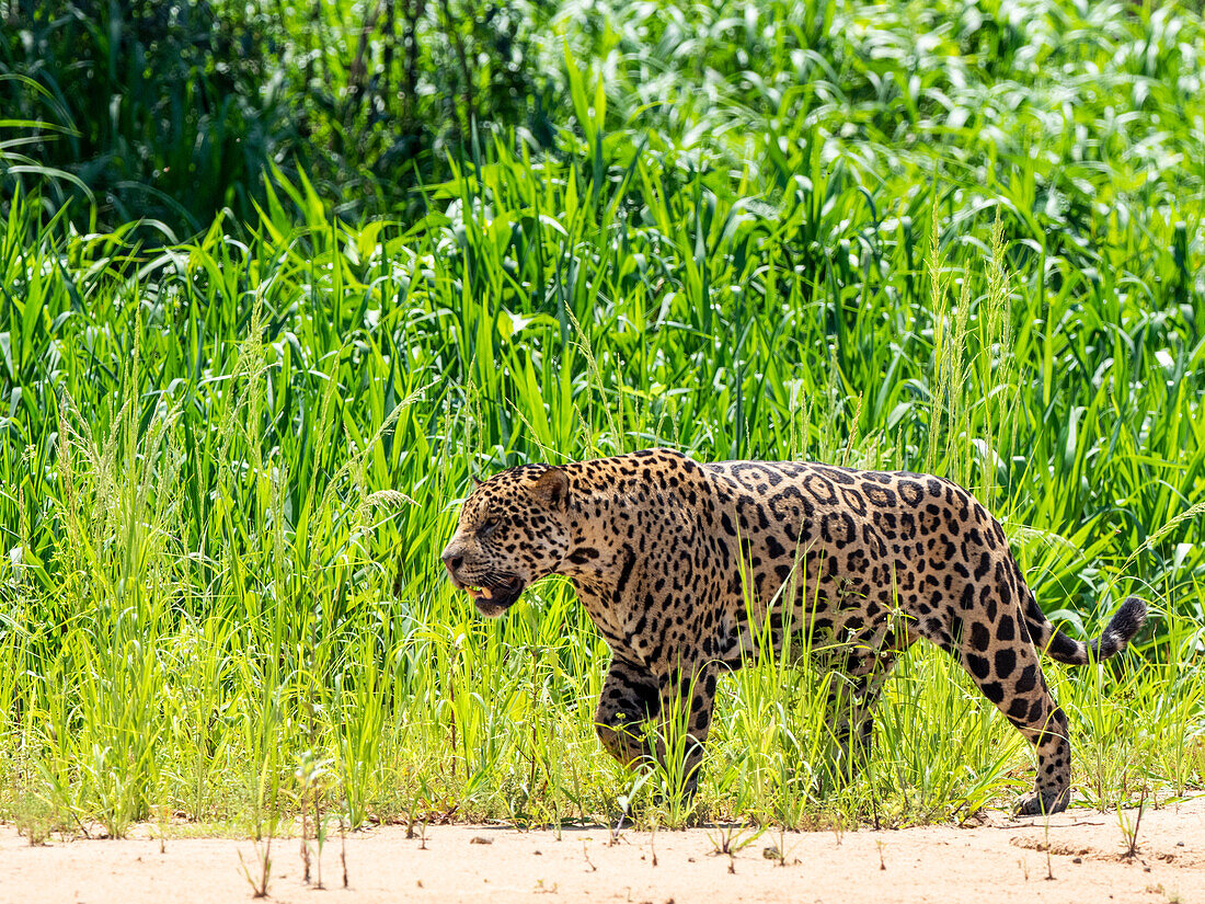 Adult jaguar (Panthera onca), on the riverbank of Rio Tres Irmao, Mato Grosso, Pantanal, Brazil, South America