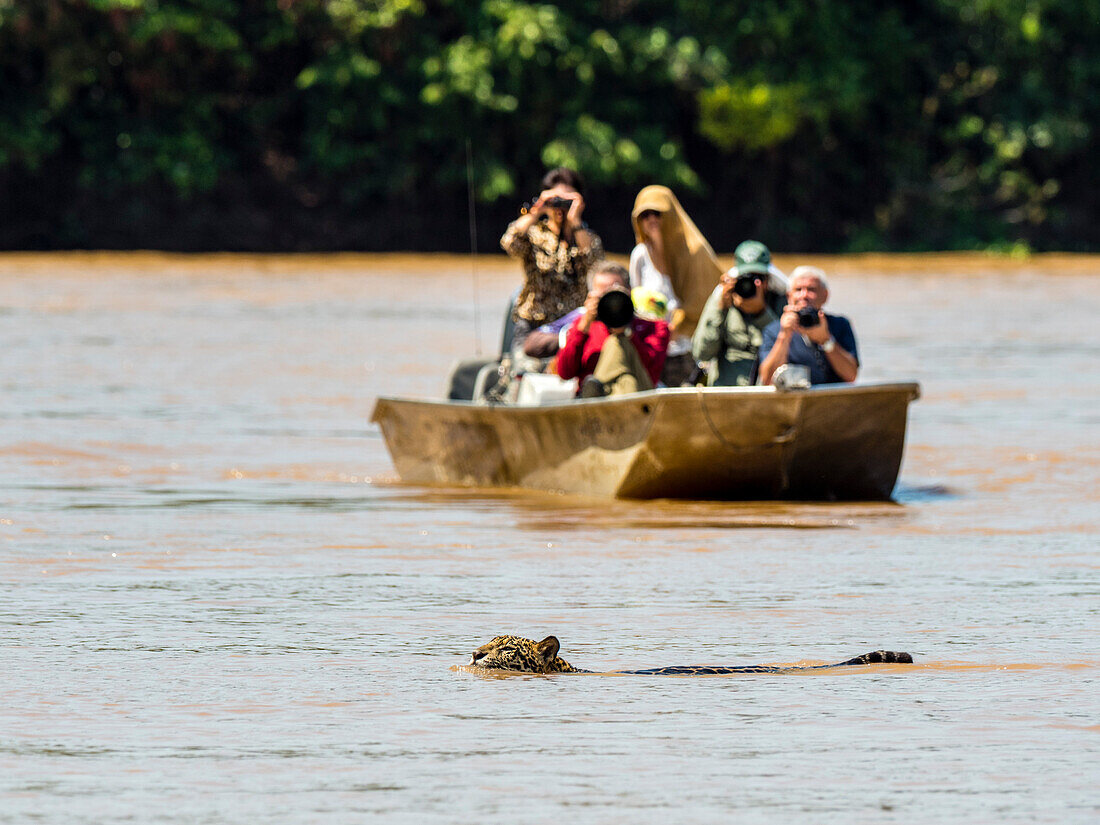 Erwachsener Jaguar (Panthera onca), mit Touristen am Flussufer des Rio Cuiaba, Mato Grosso, Pantanal, Brasilien, Südamerika