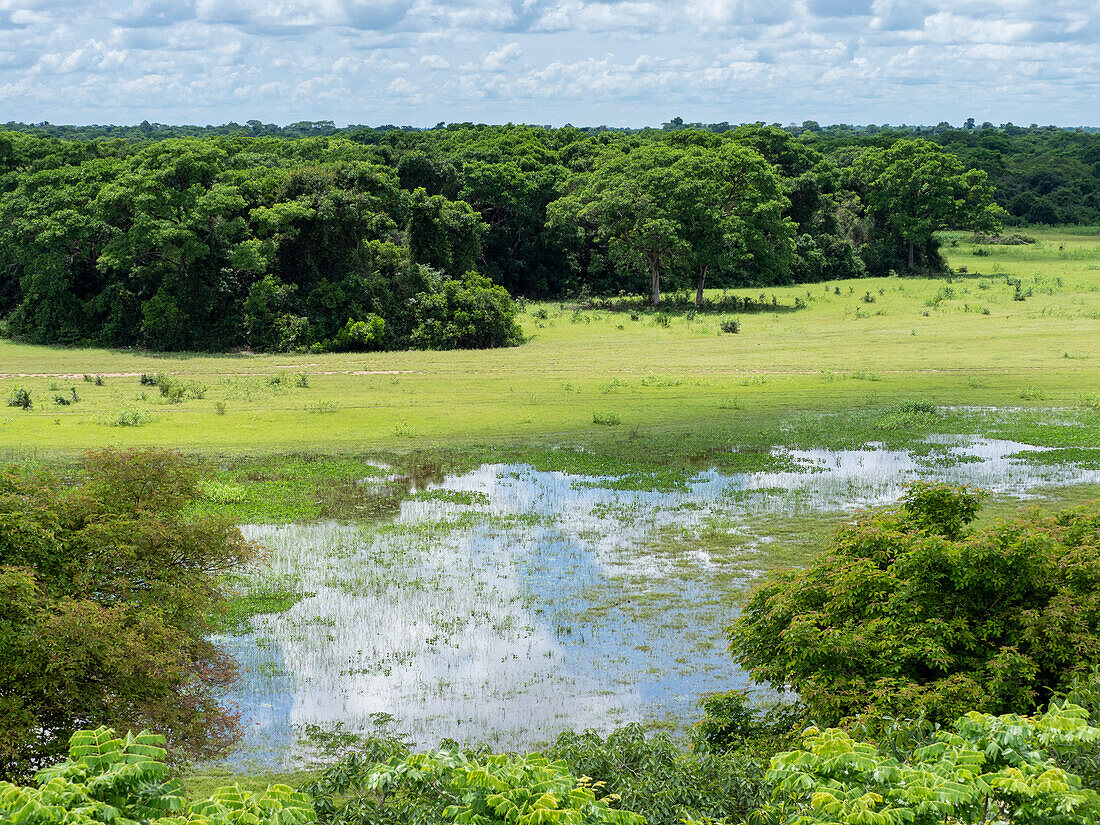 A view of the flooded land at Pousada Piuval, Mato Grosso, Pantanal, Brazil, South America