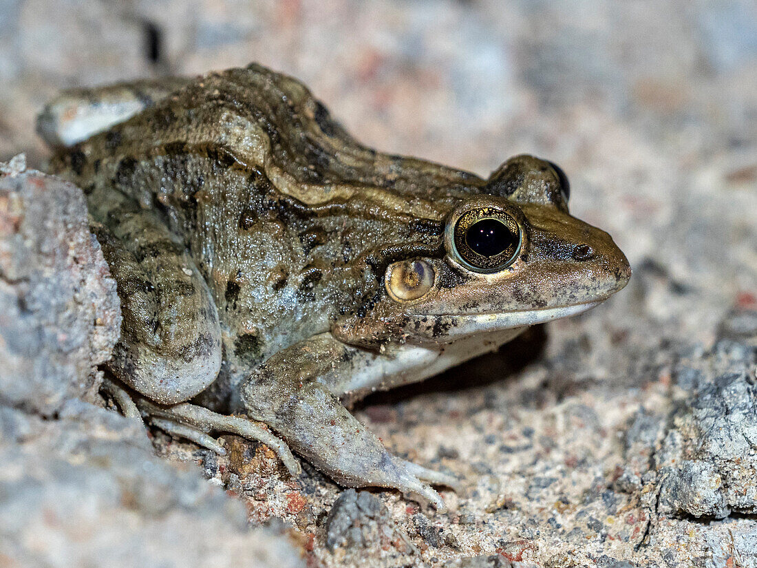 Adult frog from the order Anura, Pouso Allegre, Mato Grosso, Pantanal, Brazil, South America