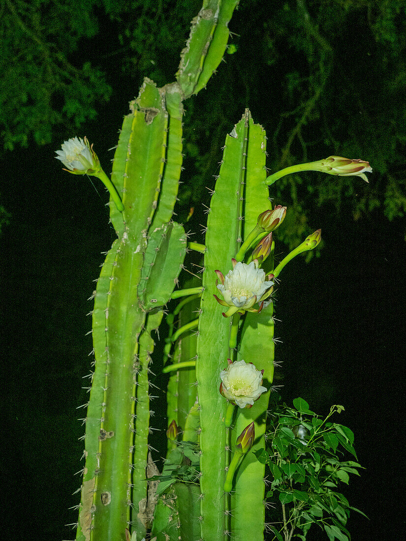 A night blooming columnar cactus from the Genus Cereus at Pouso Allegre, Mato Grosso, Pantanal, Brazil, South America