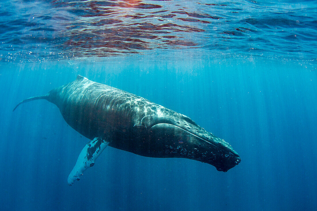 Humpback whale (Megaptera novaeangliae), adult underwater on the Silver Bank, Dominican Republic, Greater Antilles, Caribbean, Central America