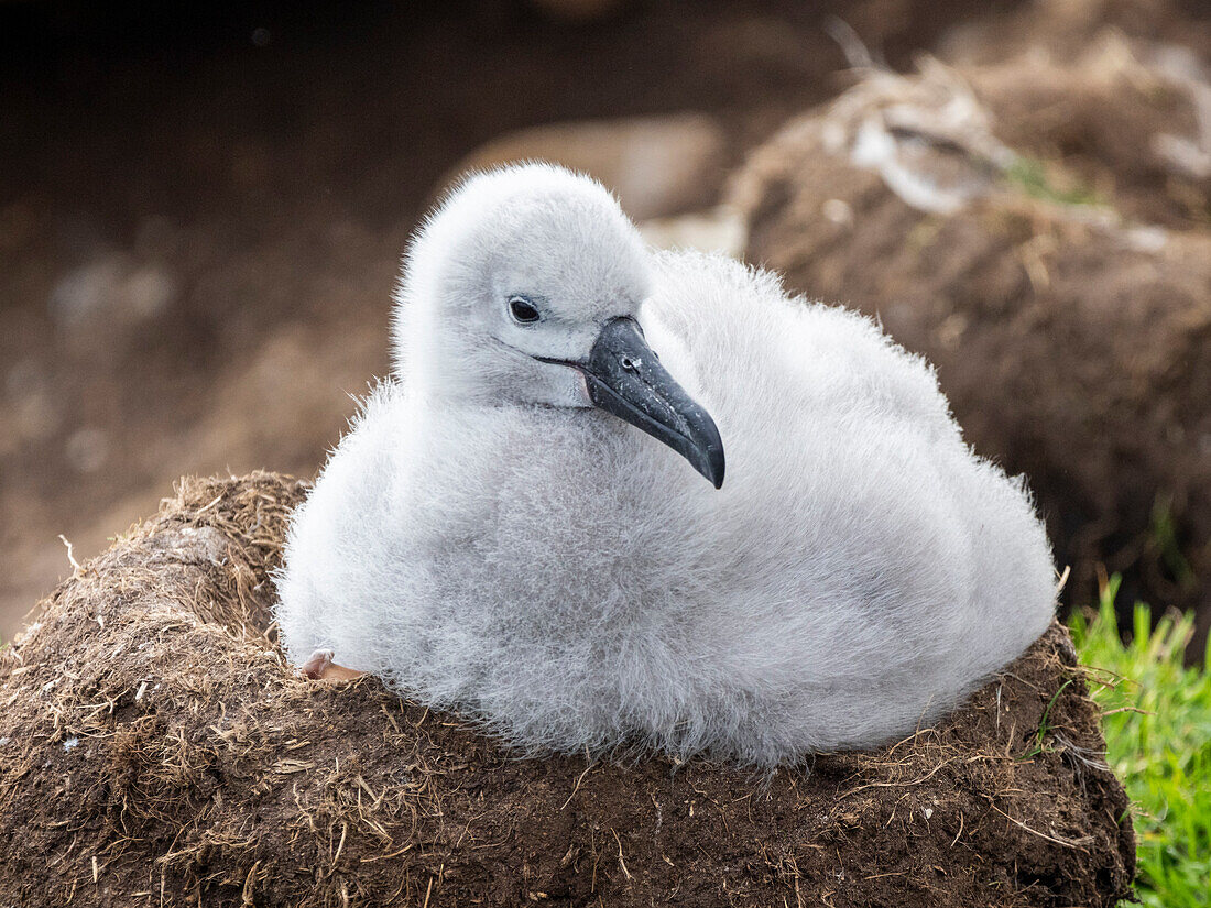 Black-browed albatross (Thalassarche melanophris), chick at breeding colony on Saunders Island, Falklands, South America