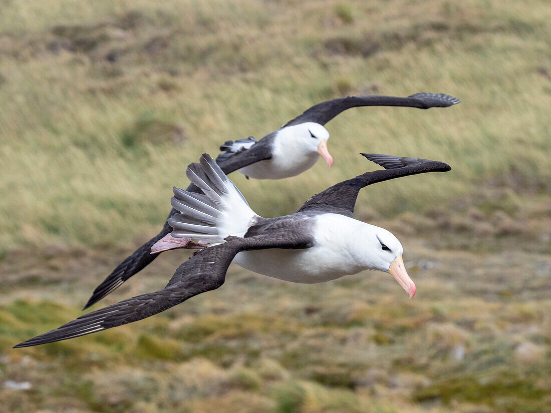 Adult black-browed albatrosses (Thalassarche melanophris), in flight at breeding colony on West Point Island, Falklands, South America