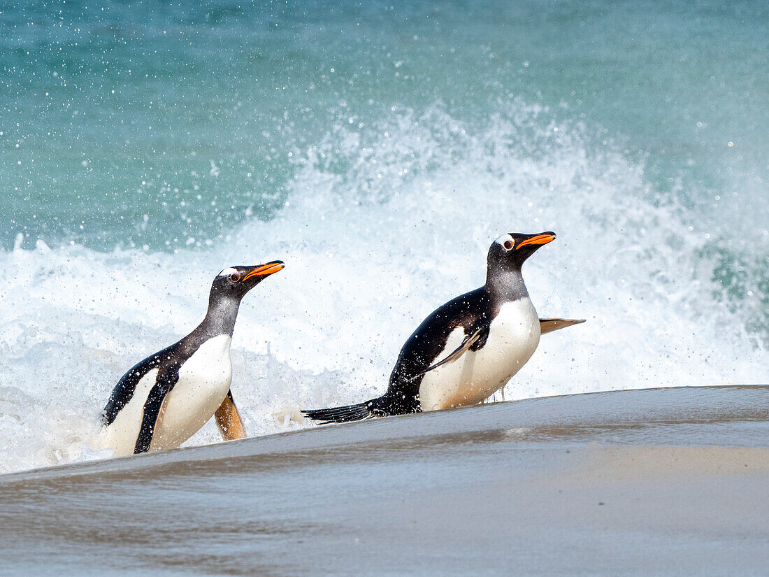 Eselspinguin (Pygoscelis papua), erwachsene Tiere auf dem Rückweg von der Fütterung auf See am Strand von New Island, Falklandinseln, Südamerika