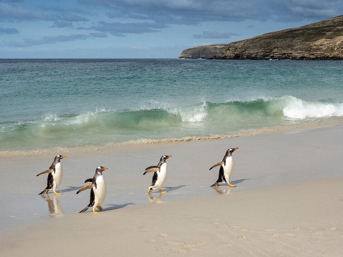 Gentoo penguin (Pygoscelis papua), adults coming back from feeding at sea on the beach at New Island, Falklands, South America
