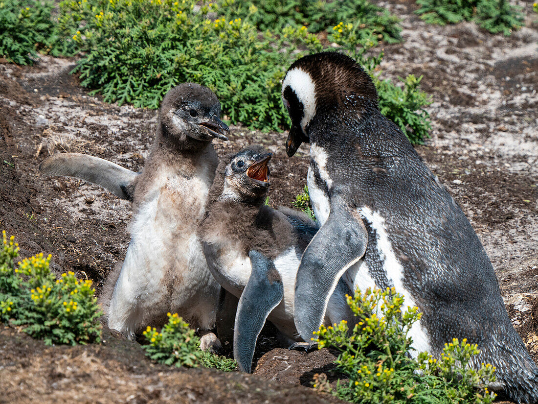 Adult Magellanic penguin (Spheniscus magellanicus), being accosted by hungry chicks on New Island, Falklands, South America