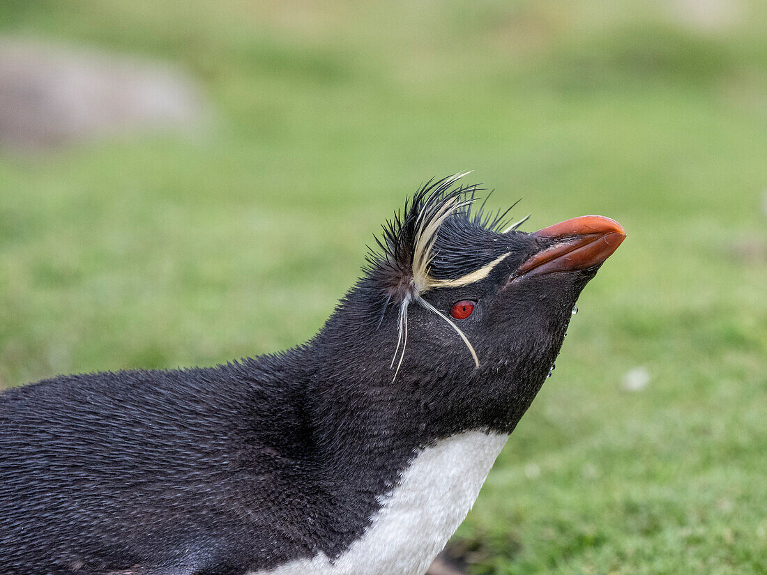 Adult southern rockhopper penguins (Eudyptes chrysocome), head detail on Saunders Island, Falklands, South America