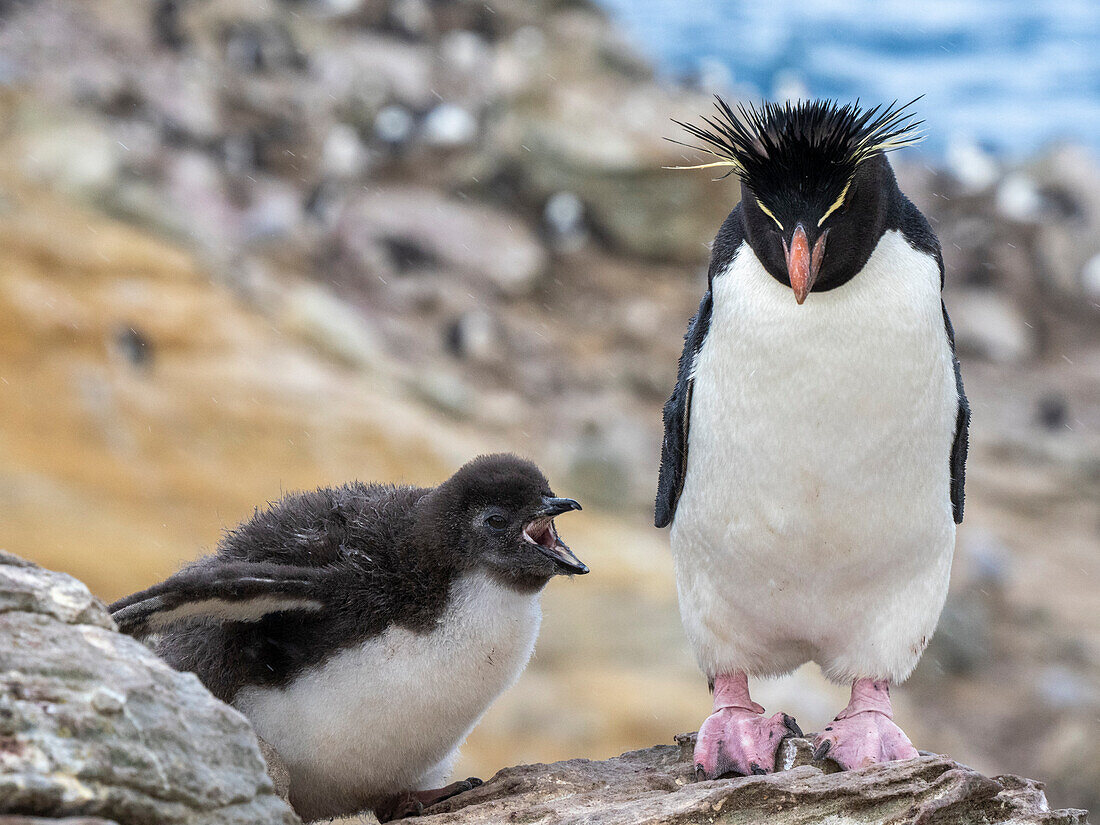 Southern rockhopper penguin (Eudyptes chrysocome), adult with chick on New Island, Falklands, South America