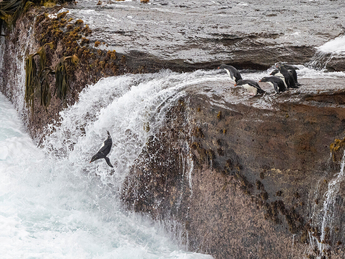 Southern rockhopper penguins (Eudyptes chrysocome), jumping in huge waves to sea on New Island, Falklands, South America