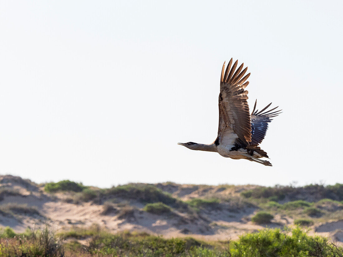 Ausgewachsene australische Trappe (Ardeotis australis), im Flug im Cape Range National Park, Westaustralien, Australien, Pazifik