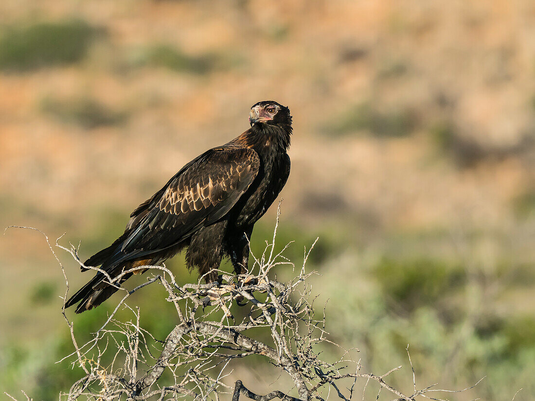 Adult wedge-tailed eagle (Aquila audax), on perch in Cape Range National Park, Western Australia, Australia, Pacific