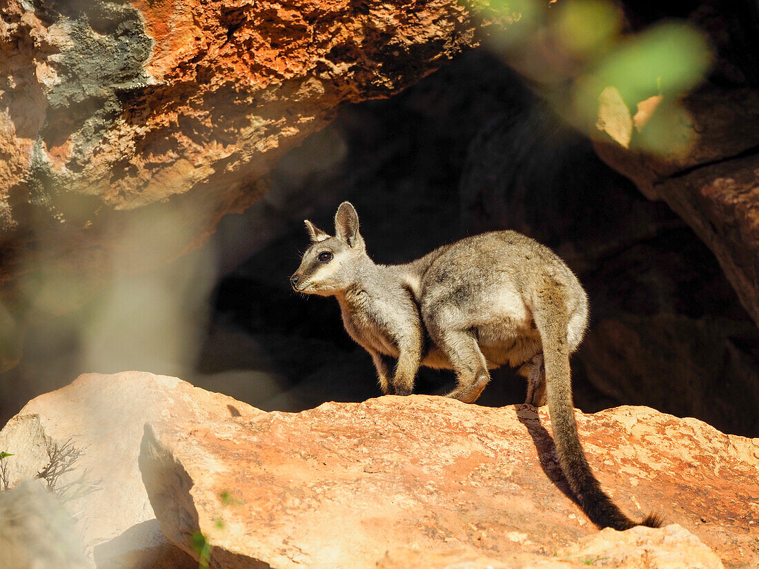 Ausgewachsenes Schwarzfuß-Felsenwallaby (Petogale lateralis), im Cape Range National Park, Westaustralien, Australien, Pazifik