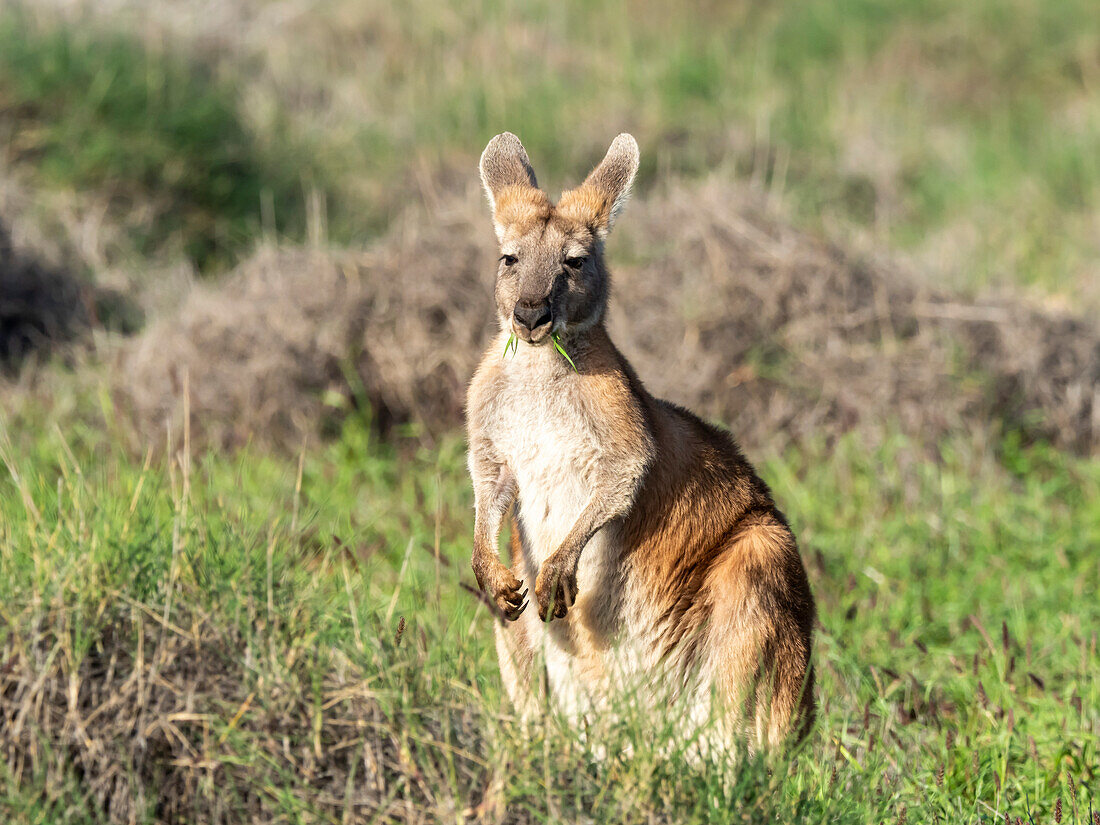 Adult red kangaroo (Macropus rufus), in Cape Range National Park, Western Australia, Australia, Pacific