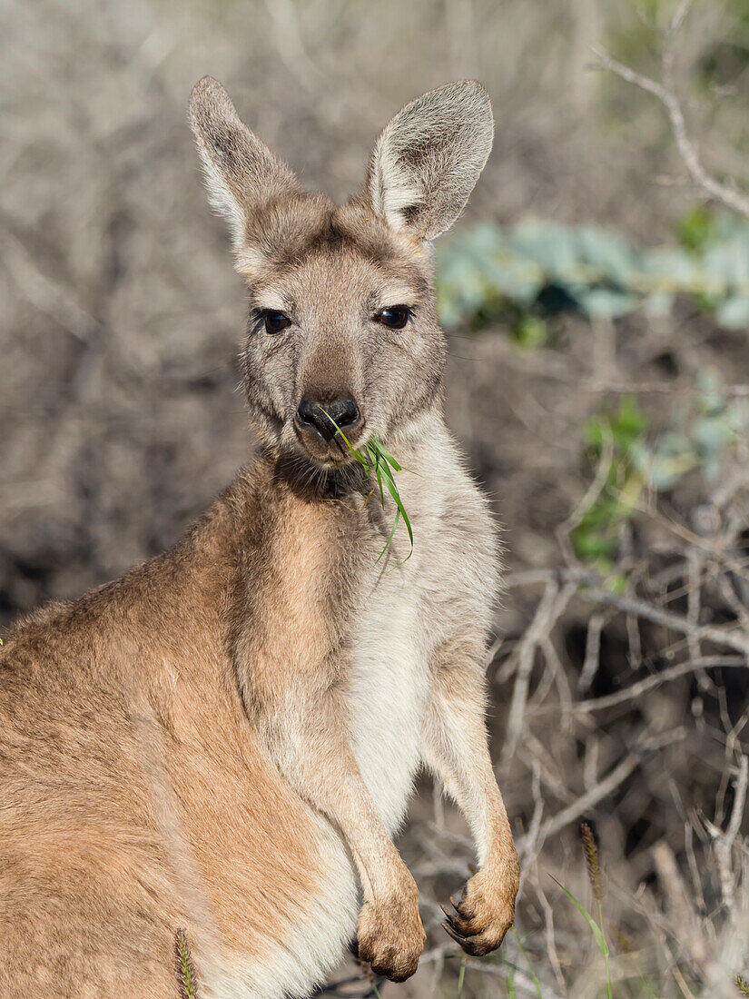 Adult red kangaroo (Macropus rufus), in Cape Range National Park, Western Australia, Australia, Pacific