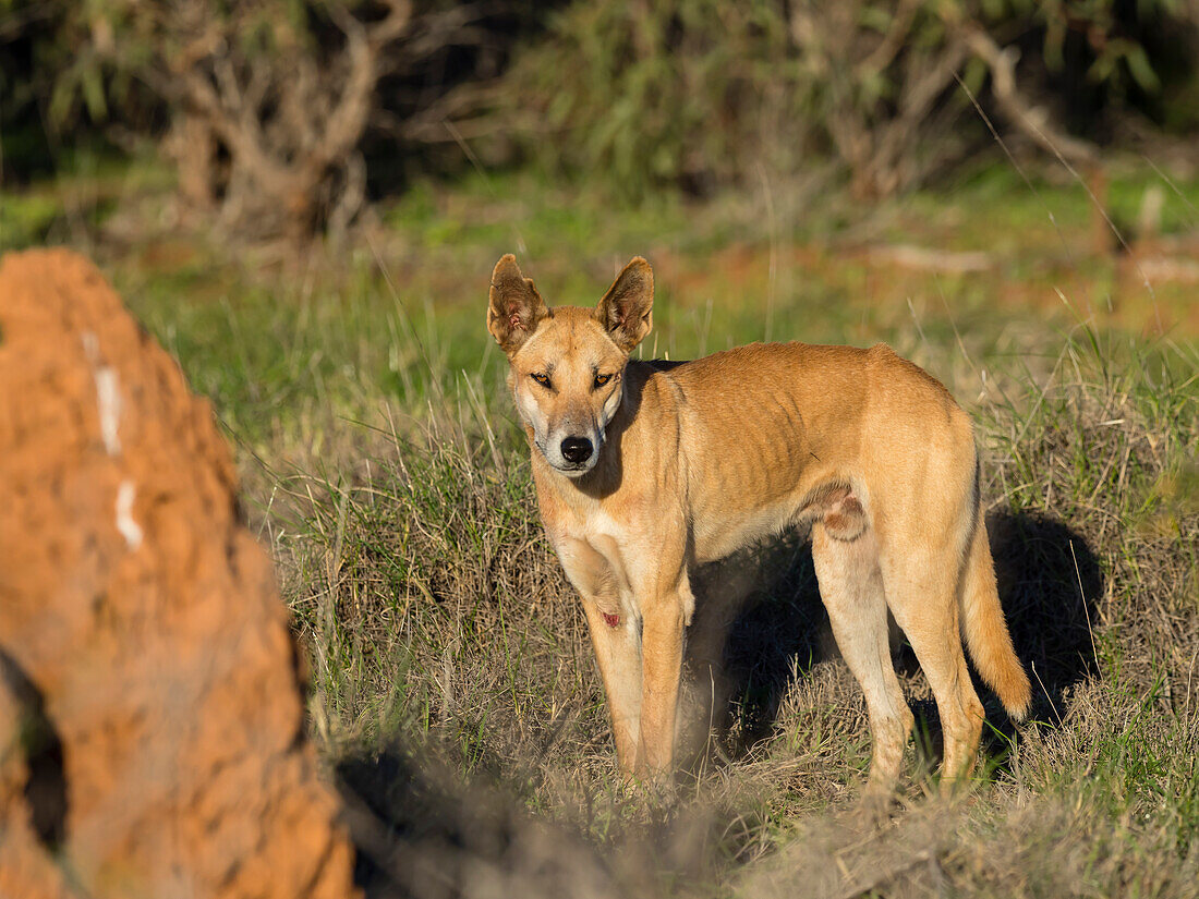 Adult male dingo (Canis lupus dingo), in the bush in Cape Range National Park, Western Australia, Australia, Pacific