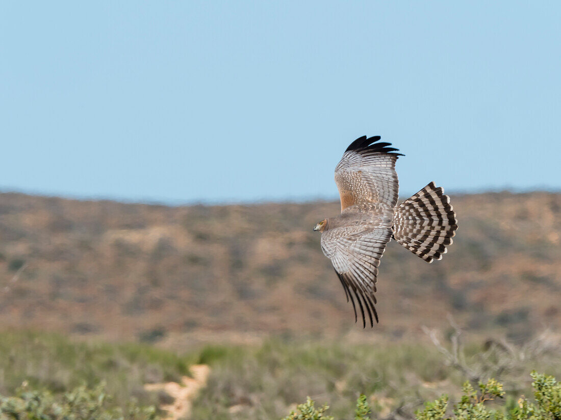 Adult spotted harrier (Circus assimilis), in flight in Cape Range National Park, Western Australia, Australia, Pacific