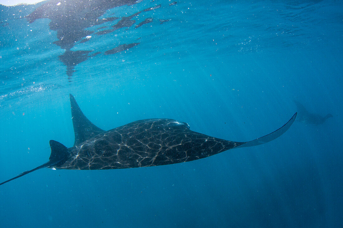 Adult reef manta ray (Mobula alfredi), underwater in Ningaloo Reef, Western Australia, Australia, Pacific