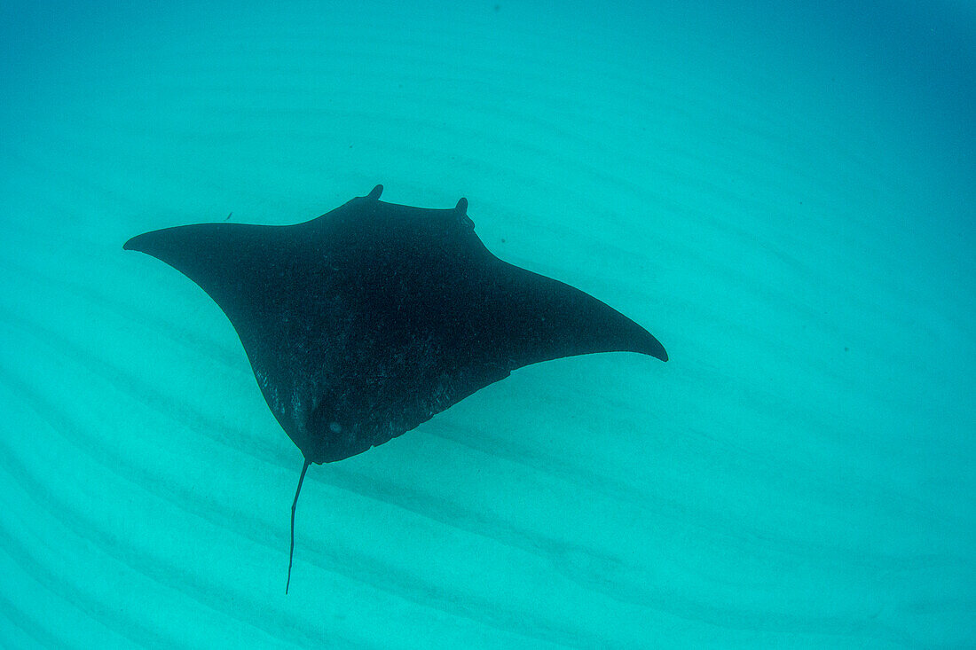 Adult reef manta ray (Mobula alfredi), underwater in Coral Bay, Western Australia, Australia, Pacific