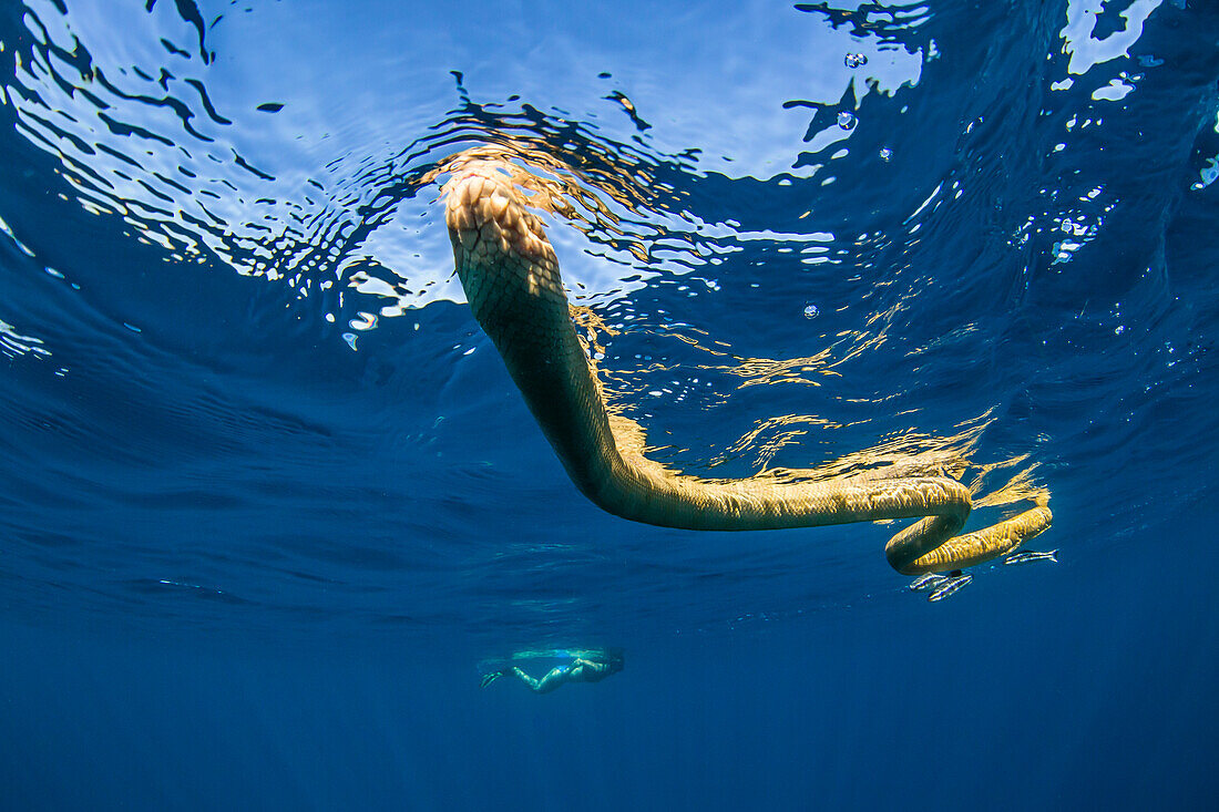 Olivkopf-Seilnatter (Hydrophis major), schwimmend mit Remoras am Ningaloo-Riff, Westaustralien, Australien, Pazifik