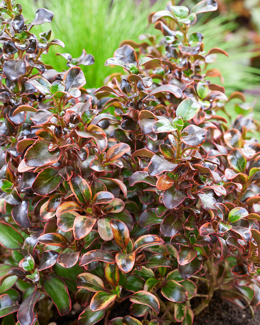 Coprosma repens Red Ruby