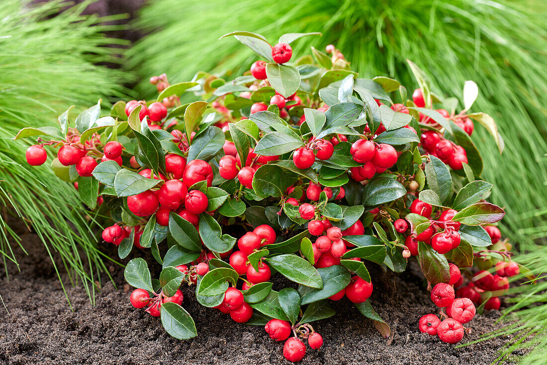 Gaultheria procumbens Red Baron