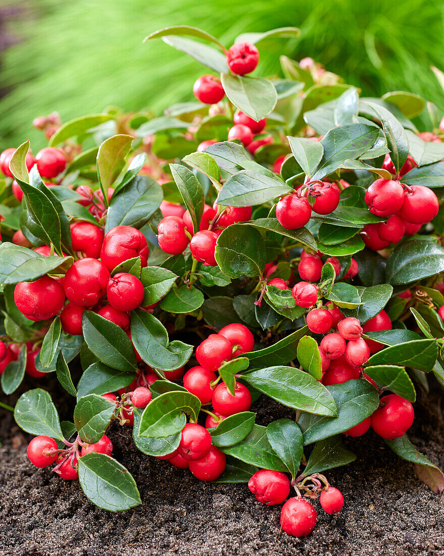 Gaultheria procumbens Red Baron