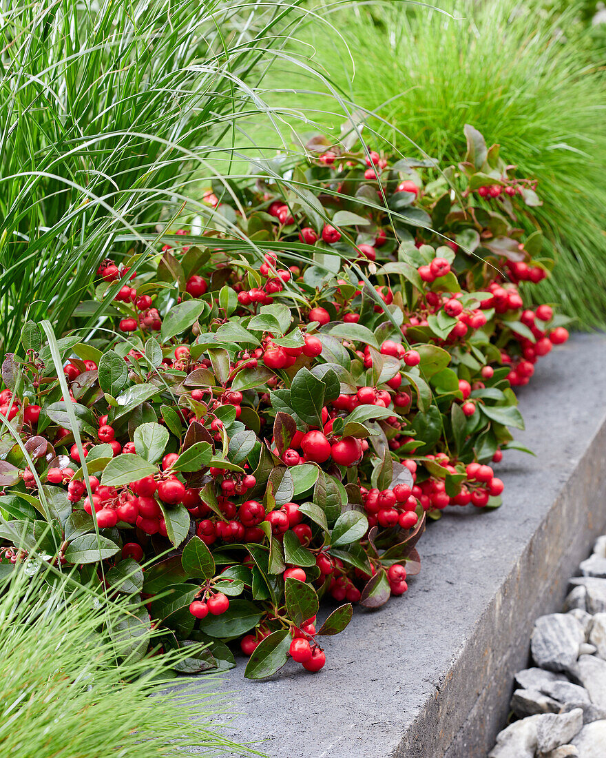 Gaultheria procumbens Red Baron