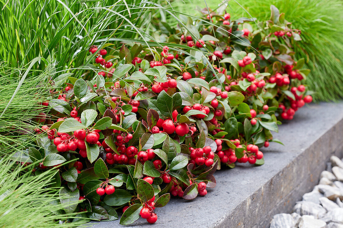 Gaultheria procumbens Red Baron