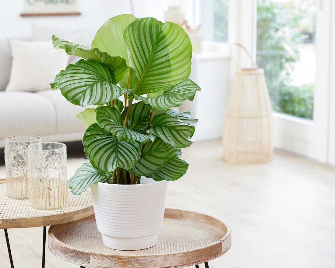 Calathea orbifolia