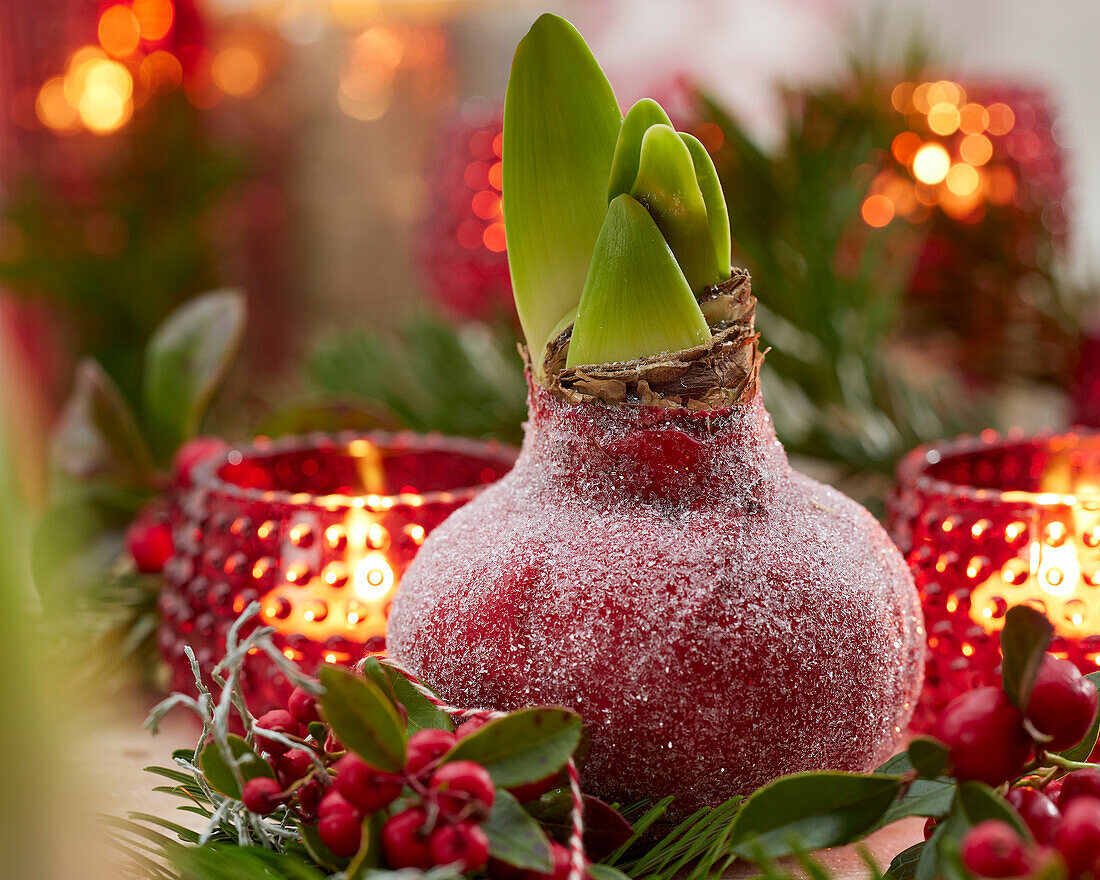 Wax Amaryllis Christmas