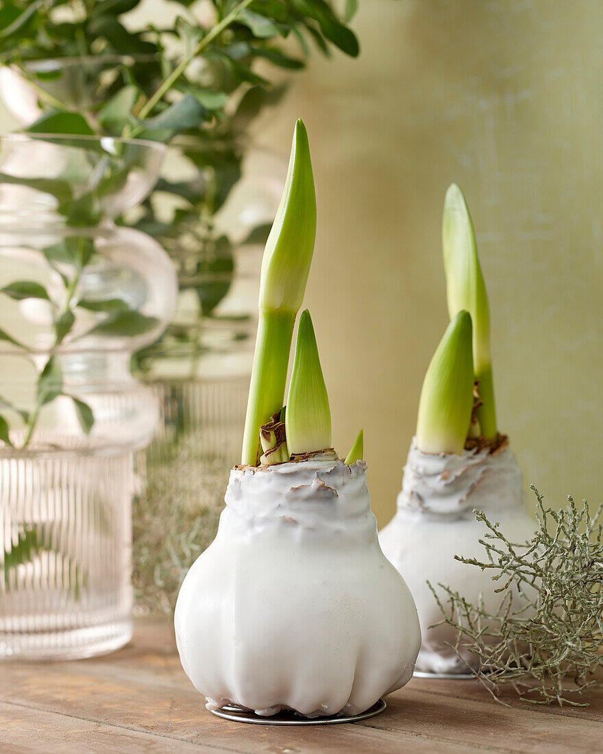 Wax Amaryllis white