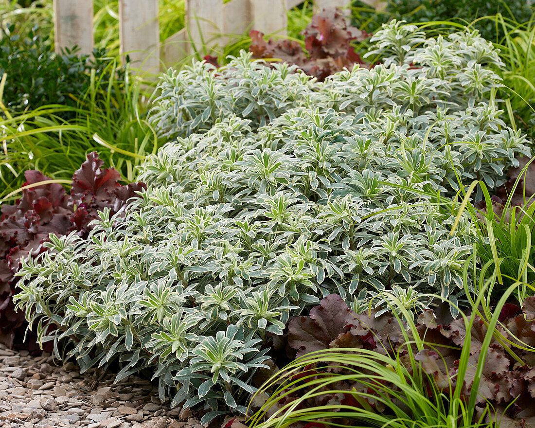 Euphorbia characias Silver Swan