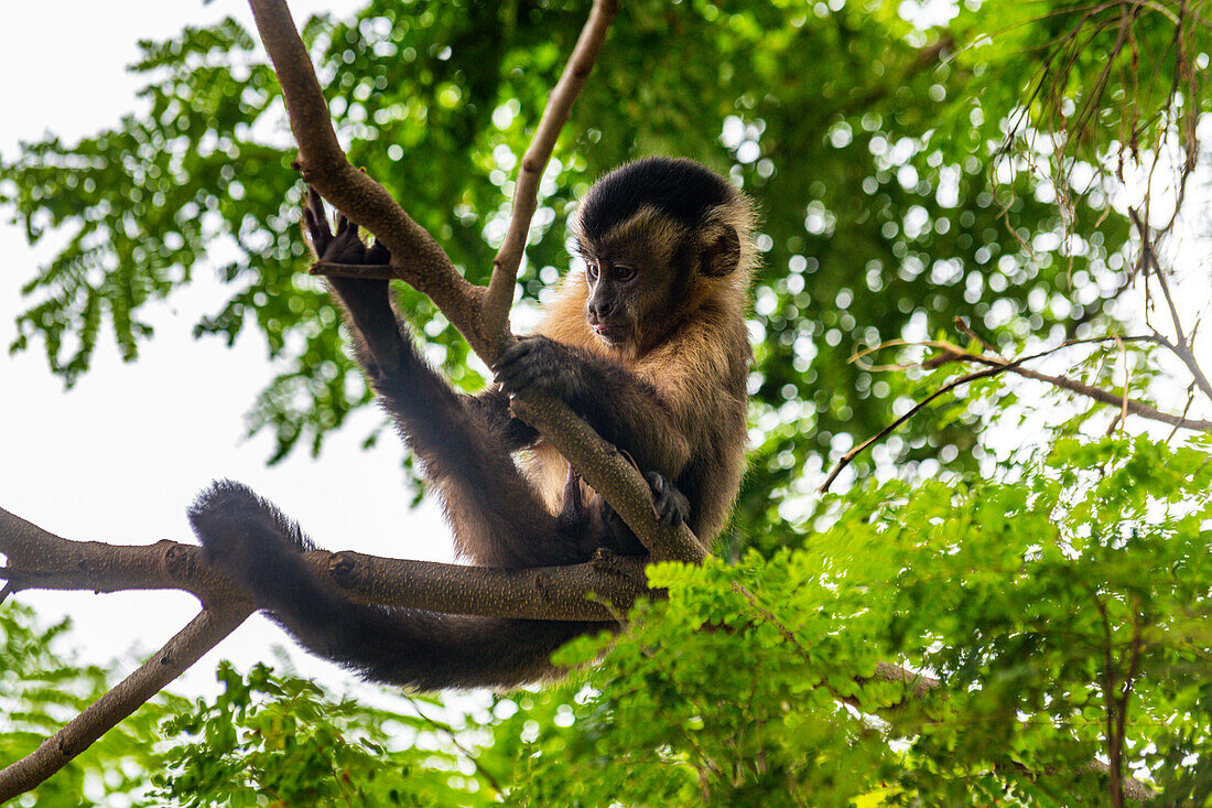 Kapuzineraffe (Cebinae), sitzend auf Ast, Waldpark Sinop, Sinop, Mato Grosso, Brasilien, Südamerika