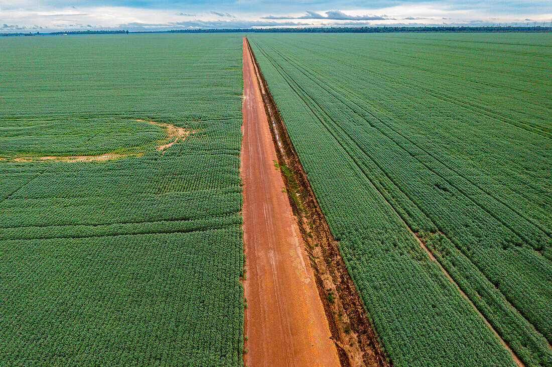 Giant soy fields, Sinop, Mato Grosso, Brazil, South America