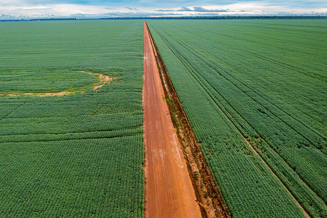 Riesige Sojafelder, Sinop, Mato Grosso, Brasilien, Südamerika