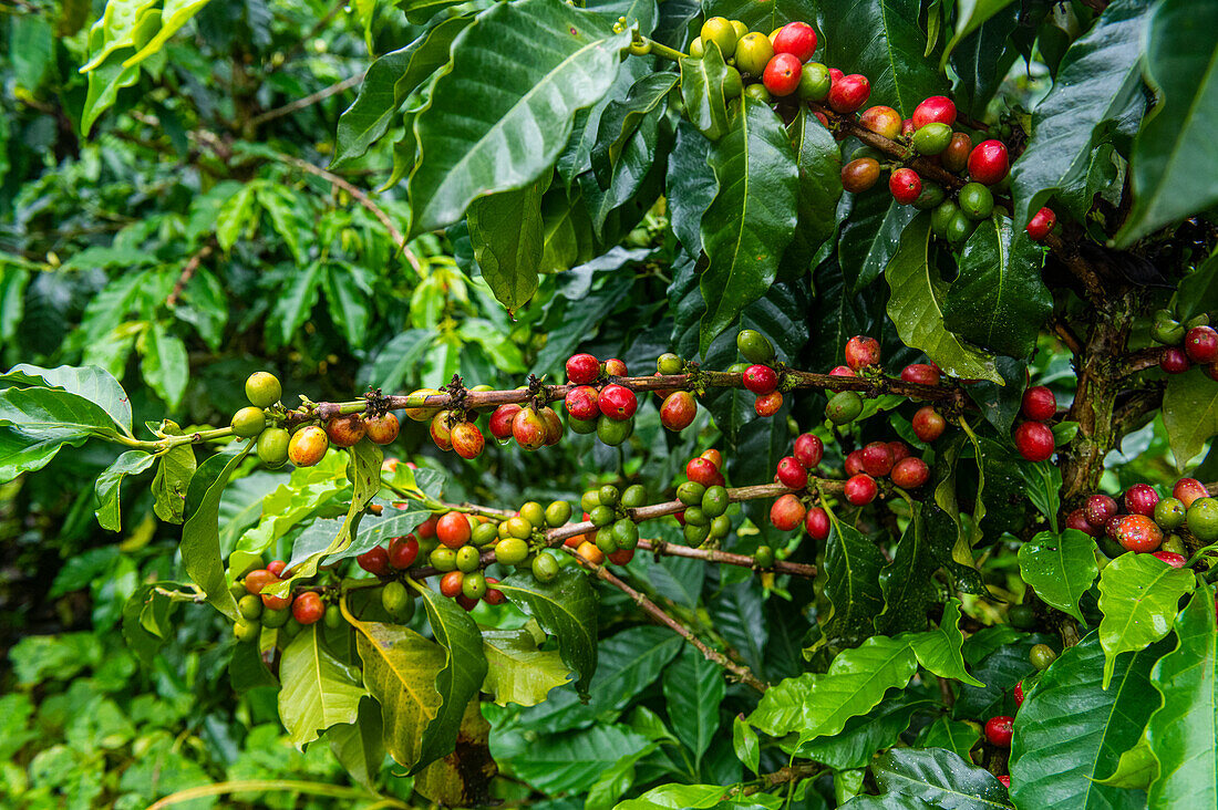 Kaffeesträucher und -bohnen, Zona Cafetera, Kolumbien, Südamerika