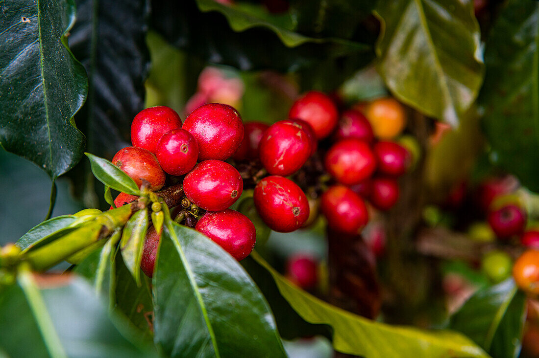 Kaffeesträucher und -bohnen, Zona Cafetera, Kolumbien, Südamerika