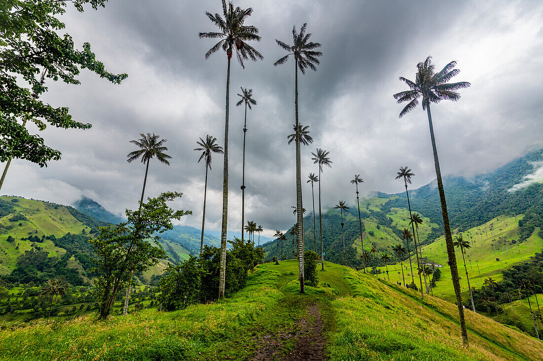 Wachspalmen, größte Palmen der Welt, Cocora-Tal, UNESCO-Welterbe, Kaffee-Kulturlandschaft, Salento, Kolumbien, Südamerika