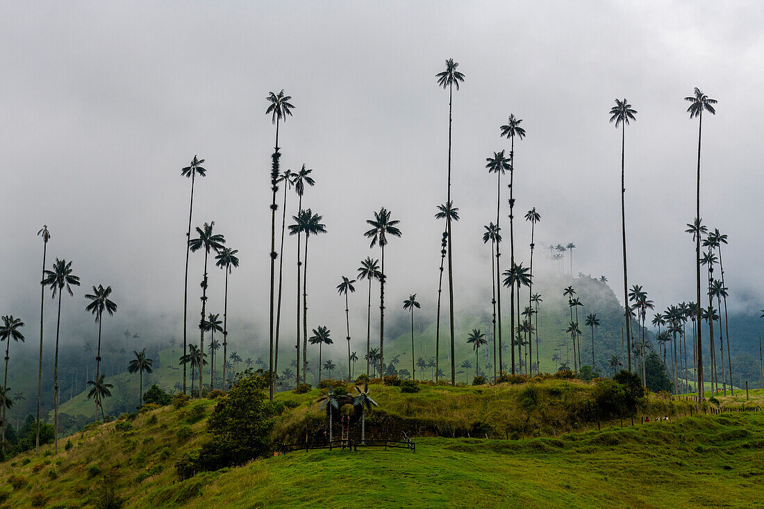 Wachspalmen, größte Palmen der Welt, Cocora-Tal, UNESCO-Welterbe, Kaffee-Kulturlandschaft, Salento, Kolumbien, Südamerika