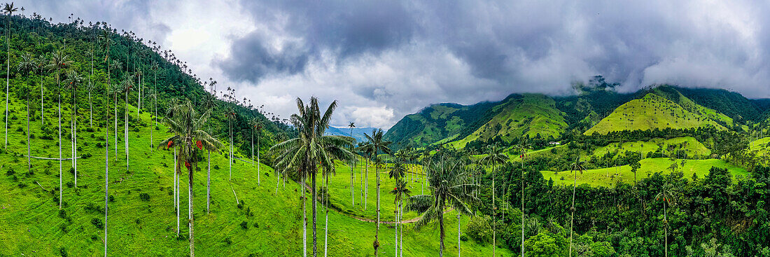 Wachspalmen, größte Palmen der Welt, Cocora-Tal, UNESCO-Welterbe, Kaffee-Kulturlandschaft, Salento, Kolumbien, Südamerika