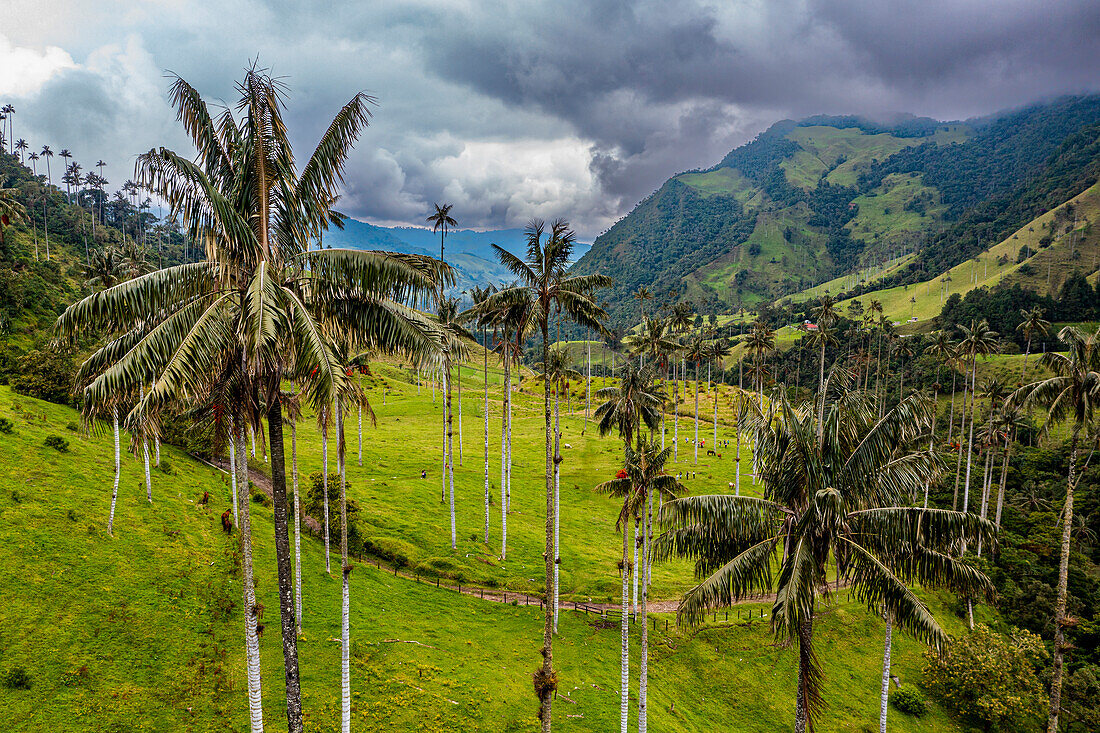 Wachspalmen größte Palmen der Welt, Cocora-Tal, UNESCO-Welterbe, Kaffee-Kulturlandschaft, Salento, Kolumbien, Südamerika