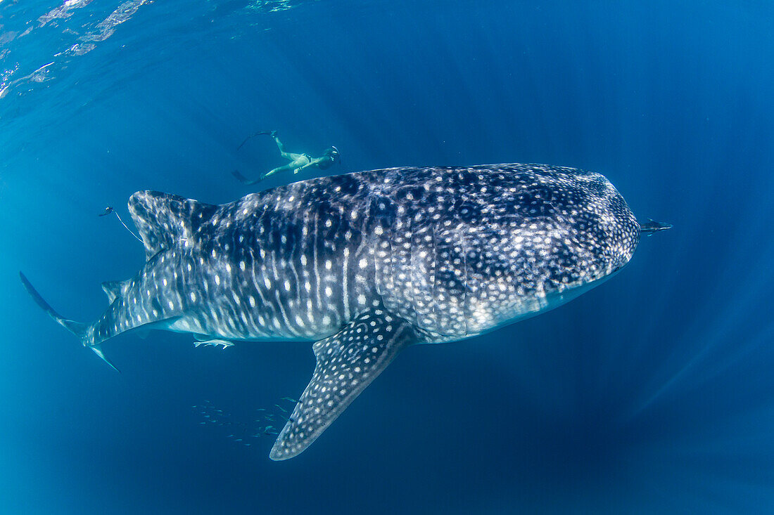 Walhai (Rhincodon typus), unter Wasser mit Schnorchler am Ningaloo Reef, Westaustralien, Australien, Pazifik