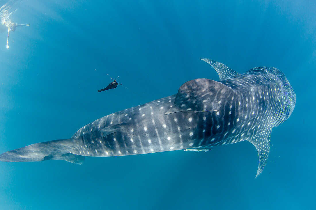 Walhai (Rhincodon typus), unter Wasser mit Schnorchler am Ningaloo Reef, Westaustralien, Australien, Pazifik