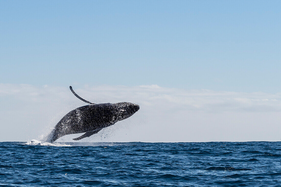 Humpback whale (Megaptera novaeangliae), adult breaching on Ningaloo Reef, Western Australia, Australia, Pacific