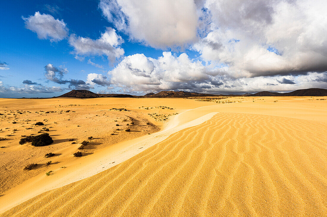 Sand dunes of desert lit by the bright sun, Corralejo Natural Park, Fuerteventura, Canary Islands, Spain, Atlantic, Europe