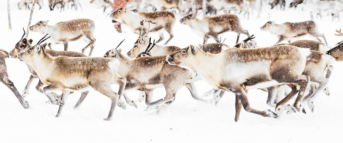 Rentiere, die von Sami-Völkern gehütet werden, laufen schnell durch die weiße Landschaft während eines Schneefalls, Lappland, Schweden, Skandinavien, Europa