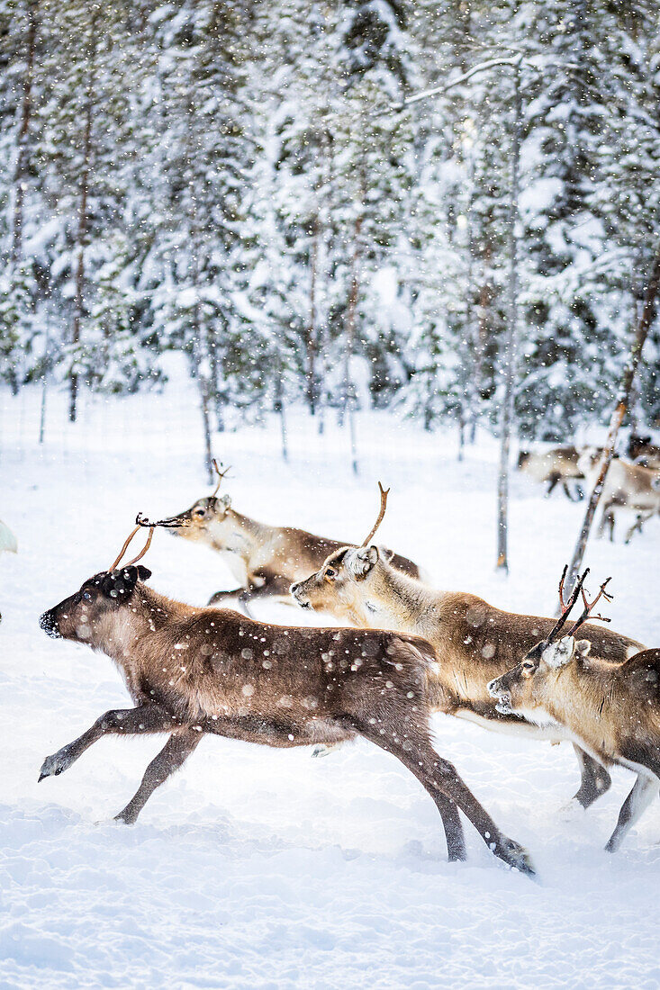 Small group of reindeer run in the snow covered forest during the arctic winter, Lapland, Sweden, Scandinavia, Europe